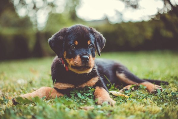 Which are the most effective positive reinforcement techniques for training a Rottweiler puppy?