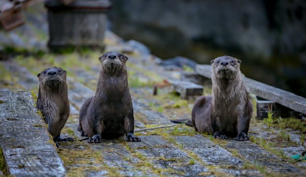 What habitat improvements can encourage the presence of British otters?